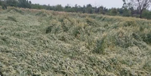 Untimely rains and winds spell trouble for Punjab’s wheat crop