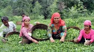 Timely rain in March, April revives hope of bumper Kangra tea crop
