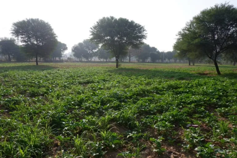 Farm crisis deepens in Kangra; hundreds of acres not cultivated as agriculture cost rises