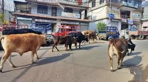 Deadly Kangra Cattle Crisis Causes Rising Highway Fatalities