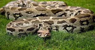 Indian Rock Python Arrest in Kangra After Viral Video