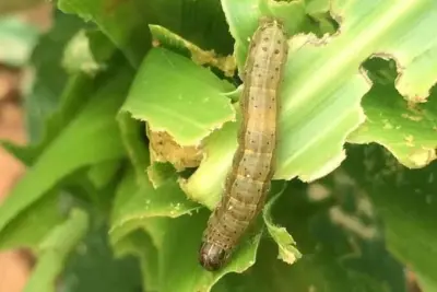 Palampur farm university warns maize farmers about fall armyworm pest