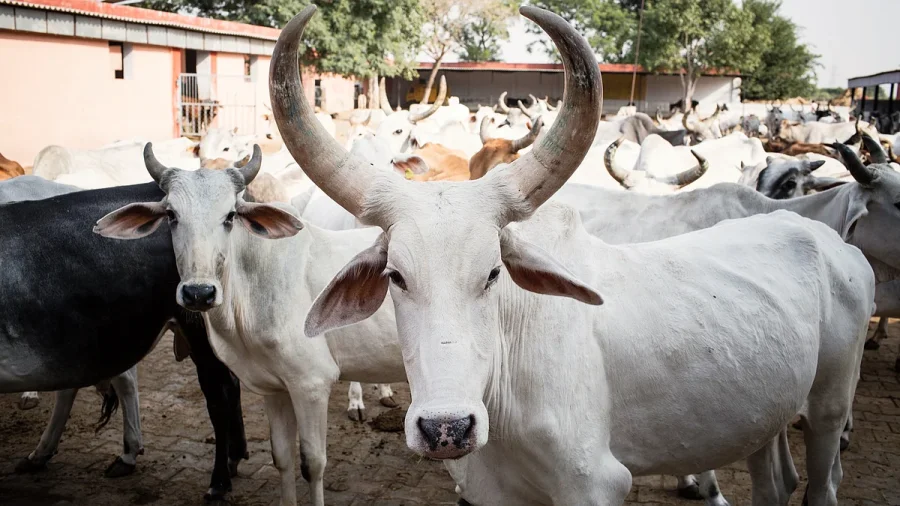 UP Cop Sparks Row with Cow Slaughter Remark