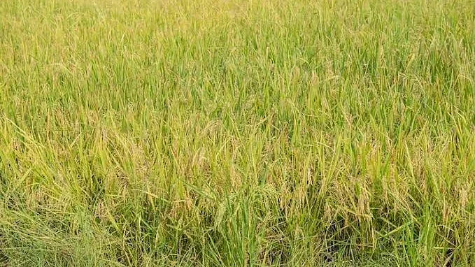 Wild Rice Weed Threatens Kanyakumari Paddy Fields
