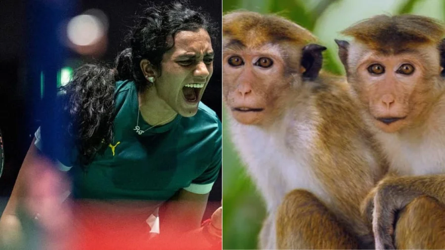 Monkey Whisperers Hired for Badminton World Championships